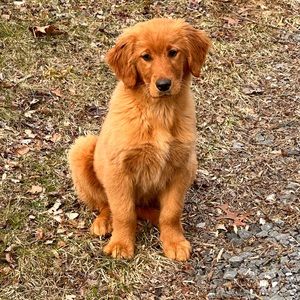 Make me an offer! 85% of the proceeds go to the Yancey County Humane Society!